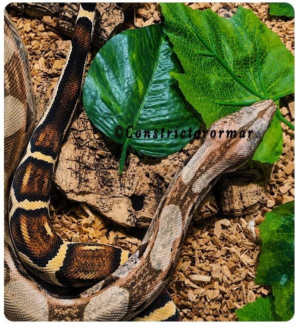 Boa Imperator