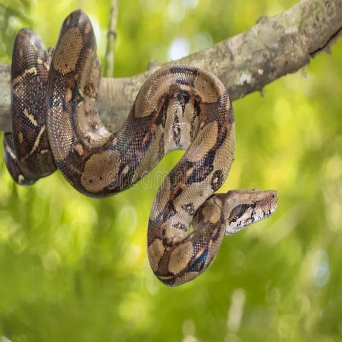 Boa Imperator