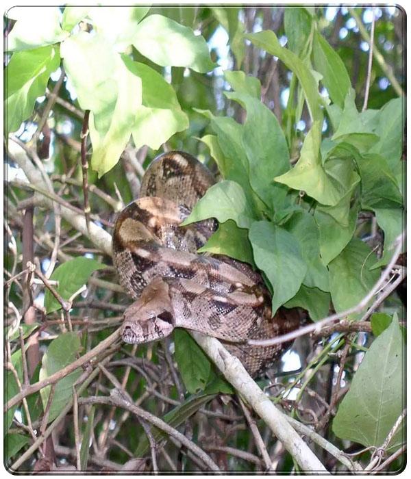 Boa constrictor – kungen bland boaormar